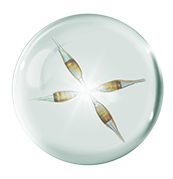 Микроводоросли